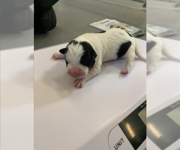 Medium Photo #1 American Pit Bull Terrier-Unknown Mix Puppy For Sale in Corpus Christi, TX, USA