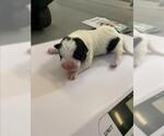 Small American Pit Bull Terrier Mix