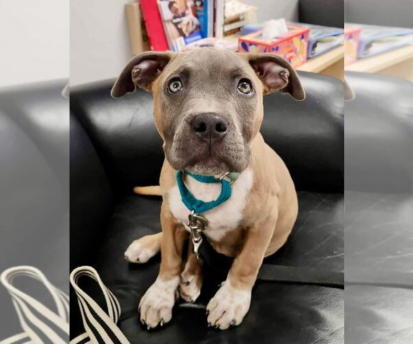 Medium Photo #1 American Pit Bull Terrier-Unknown Mix Puppy For Sale in Minneapolis, MN, USA