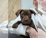 Small #3 Chocolate Labrador retriever Mix