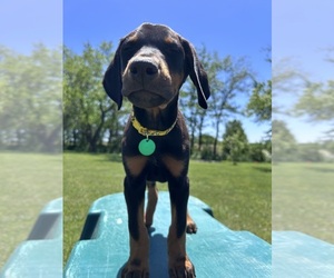 Doberman Pinscher Puppy for sale in BROOKFIELD, MO, USA