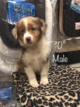 Medium Photo #4 Australian Shepherd Puppy For Sale in LAKE CITY, FL, USA