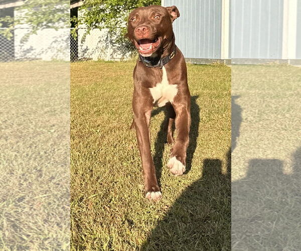 Medium Photo #1 American Pit Bull Terrier-Labrador Retriever Mix Puppy For Sale in Princeton, MN, USA