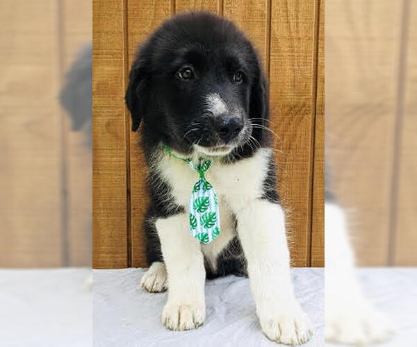 Medium Photo #4 Border Collie-Unknown Mix Puppy For Sale in Mt. Laurel, NJ, USA