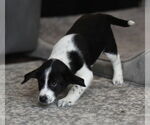 Small #1 Beagle-Border Collie Mix