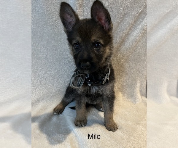 Medium Photo #3 German Shepherd Dog Puppy For Sale in ANNA, TX, USA