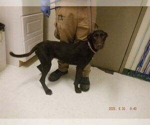 German Wirehaired Pointer-Unknown Mix Dogs for adoption in Oroville, CA, USA