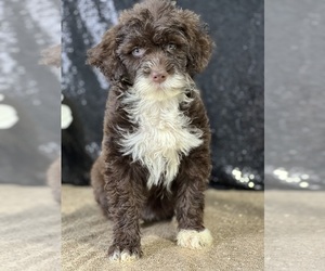 Portuguese Water Dog Puppy for Sale in SCHOHARIE, New York USA