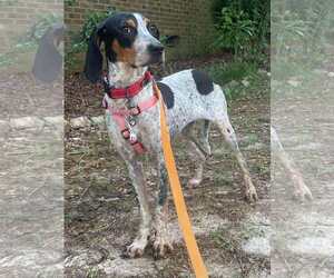 Bluetick Coonhound Dogs for adoption in Spring Lake, NC, USA