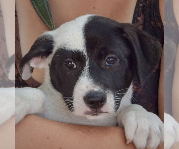 Medium Photo #7 Mutt Puppy For Sale in Huntley, IL, USA
