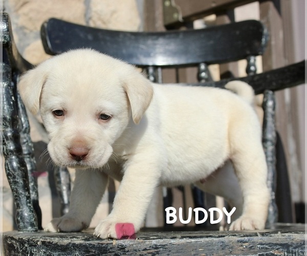 Medium Photo #7 Labrador Retriever Puppy For Sale in CAPON BRIDGE, WV, USA