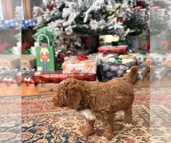 Medium Photo #6 Goldendoodle (Miniature) Puppy For Sale in SAINT MARYS, KS, USA
