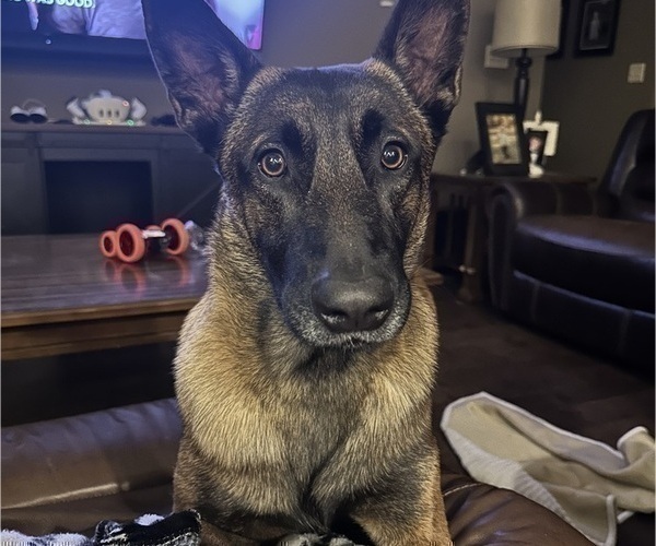 Medium Photo #1 Belgian Malinois Puppy For Sale in ATHENS, AL, USA