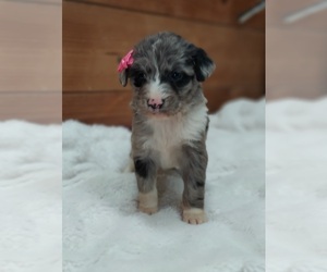 Bernedoodle Puppy for sale in FRYTOWN, IA, USA