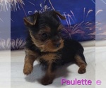 Small #4 Yorkshire Terrier