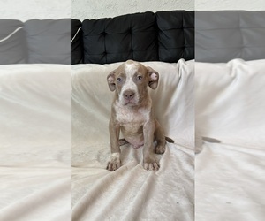 American Pit Bull Terrier Puppy for sale in MAPLE HEIGHTS, OH, USA