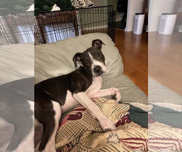 Medium Photo #4 American Pit Bull Terrier-Unknown Mix Puppy For Sale in Catasauqua, PA, USA