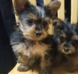 Small Photo #18 Yorkshire Terrier Puppy For Sale in SUWANEE, GA, USA
