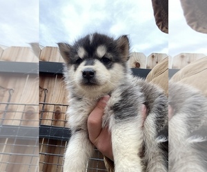 Alaskan Malamute Puppy for sale in VACAVILLE, CA, USA