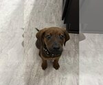 Small Photo #1 Coonhound-Unknown Mix Puppy For Sale in Germantown, OH, USA