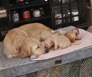 Mother of the Golden Retriever puppies born on 09/04/2025
