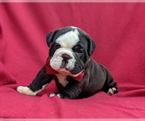 Olde English Bulldogge Puppy for sale in OXFORD, PA, USA