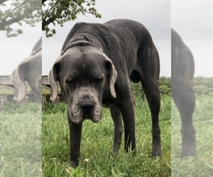 Father of the Cane Corso puppies born on 01/15/2022