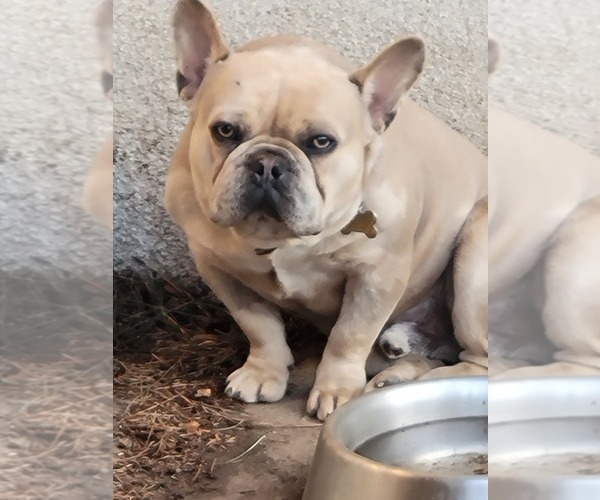 Medium Photo #5 French Bulldog Puppy For Sale in GRANADA HILLS, CA, USA