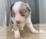 Small Photo #25 Australian Shepherd Puppy For Sale in LYNN, IN, USA