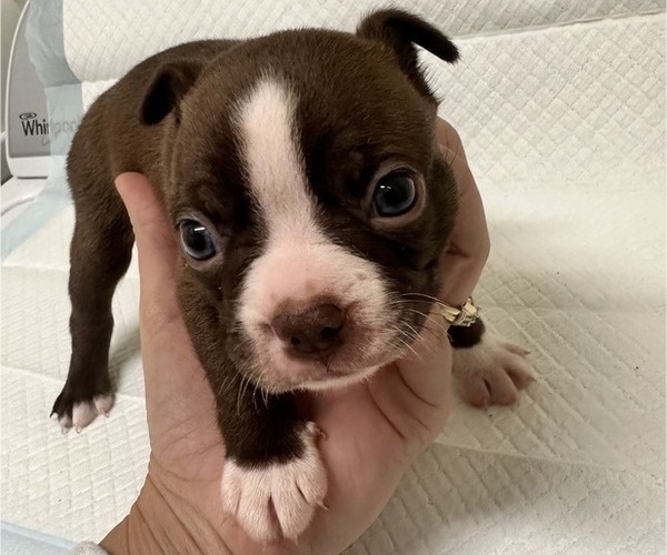 Medium Photo #1 Boston Terrier Puppy For Sale in JACKSONVILLE, NC, USA
