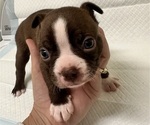 Puppy Puppy 4 Boston Terrier