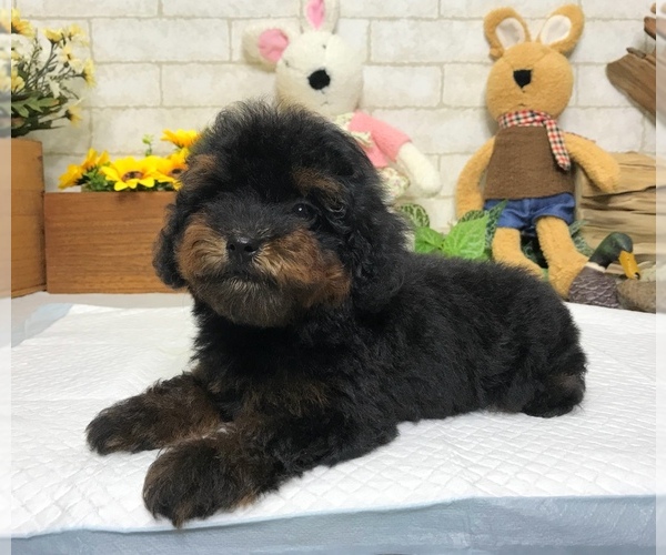 Medium Photo #5 Poodle (Toy) Puppy For Sale in SAN JOSE, CA, USA