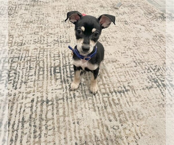 Medium Photo #2 Chihuahua-Unknown Mix Puppy For Sale in New York, NY, USA