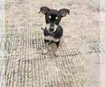 Small #1 Chihuahua Mix