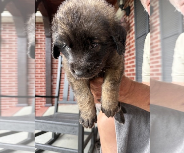 Medium Photo #5 Leonberger Puppy For Sale in MANCHESTER, TN, USA