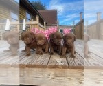 Small Photo #4 Chesador Puppy For Sale in WILLISTON, SC, USA