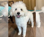Small #1 Maltipoo (Miniature)
