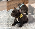 Puppy Puppy 3 French Bulldog