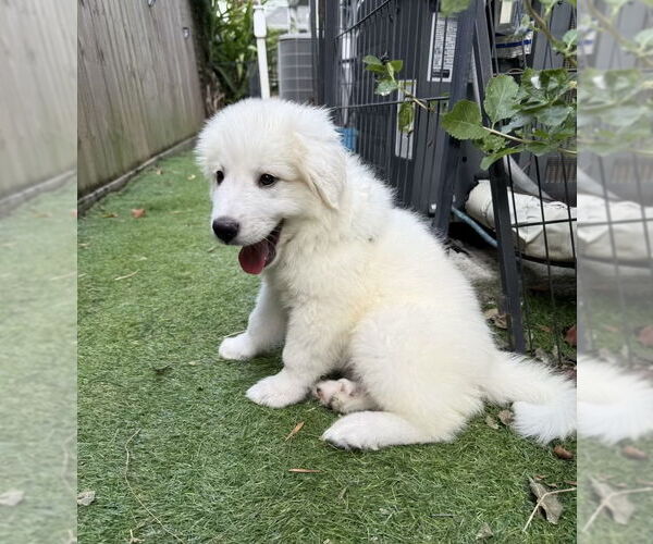 Medium Photo #2 Great Pyrenees Puppy For Sale in Spring, TX, USA