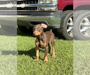 Doberman Pinscher Puppy for sale in CANTONMENT, FL, USA