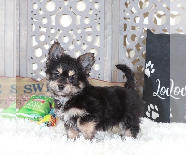 Medium Photo #4 Yoranian Puppy For Sale in MOUNT VERNON, OH, USA