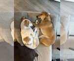 Small Photo #35 Labrador Retriever-Saluki Mix Puppy For Sale in Washington, DC, USA