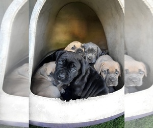 Cane Corso Puppy for sale in HAYWARD, CA, USA