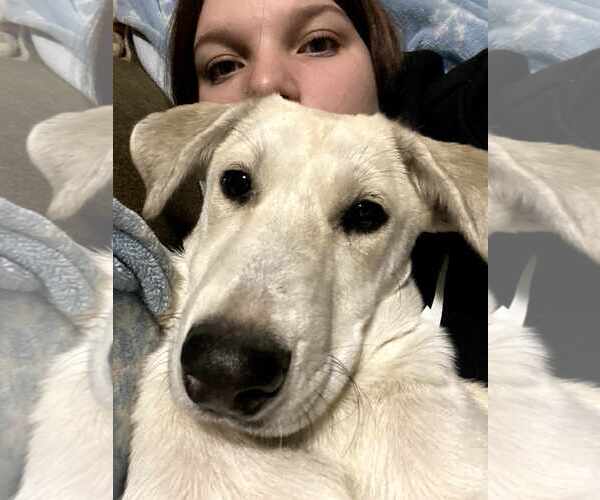 Medium Photo #1 Huskies -Labrador Retriever Mix Puppy For Sale in New Hampton, NY, USA