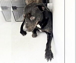 Labrador Retriever-Unknown Mix Dogs for adoption in Houston, TX, USA