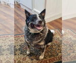 Small #3 Border Collie Mix