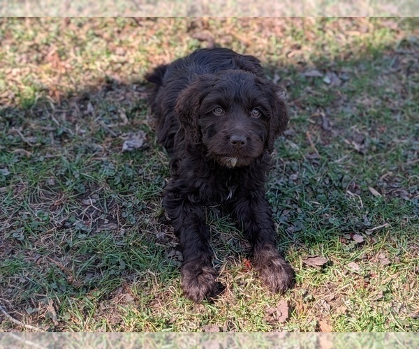 Medium Photo #39 Boykin Spaniel-Goldendoodle Mix Puppy For Sale in MORGANTON, NC, USA