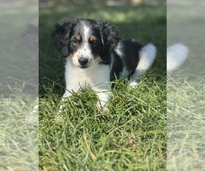 Miniature Bernedoodle Puppy for Sale in LONGMONT, Colorado USA