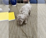 Small Photo #36 Poodle (Miniature) Puppy For Sale in EAST AMHERST, NY, USA