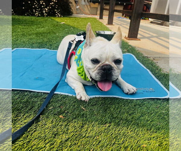 Medium Photo #2 French Bulldog Puppy For Sale in St. Louis Park, MN, USA